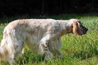 Elitiste Mr Rodney von der Guldegg (orange belton)