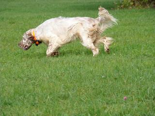 Fearless Hunter (orange belton)