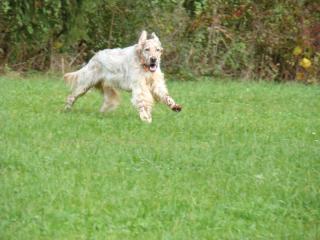 Fearless Hunter (orange belton)