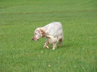 Fearless Hunter (orange belton)