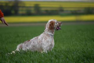 Solid Gold´s Yellow (orange belton)