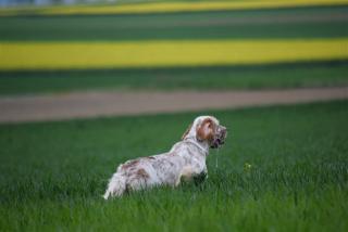 Solid Gold´s Yellow (orange belton)