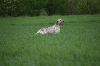 Solid Gold´s Yellow (orange belton)