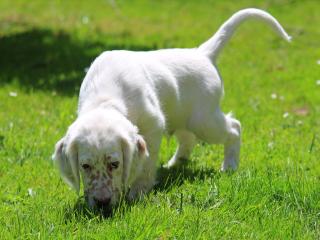 Gentle (orange belton)