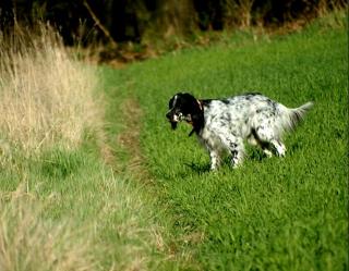 Golden Eye (blue belton)