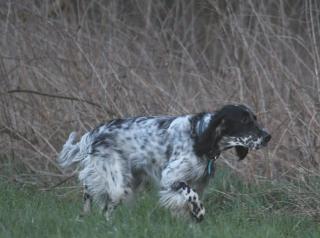 Golden Eye (blue belton)