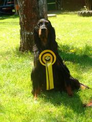 Kati die Mama unseres Gordon Setter N-Wurfes